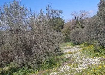 2.jpg - Terreno agricolo contrada Santa Lucia di Mendola, Noto - foto 22