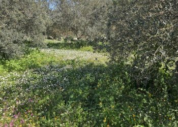 20260226_111947.jpg - Terreno agricolo contrada Santa Lucia di Mendola, Noto - foto 23