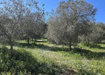 20260226_111051.jpg - Terreno agricolo contrada Santa Lucia di Mendola, Noto - foto 24