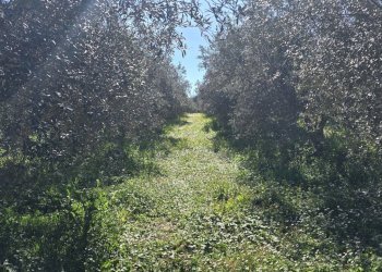 20260226_111133.jpg - Terreno agricolo contrada Santa Lucia di Mendola, Noto - foto 25