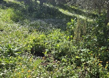 20260226_111056.jpg - Terreno agricolo contrada Santa Lucia di Mendola, Noto - foto 27