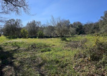 20260226_110918.jpg - Terreno agricolo contrada Santa Lucia di Mendola, Noto - foto 28