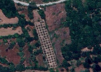 Terreno Uliveto S.Lucia.jpg - Terreno agricolo contrada Santa Lucia di Mendola, Noto - foto 30