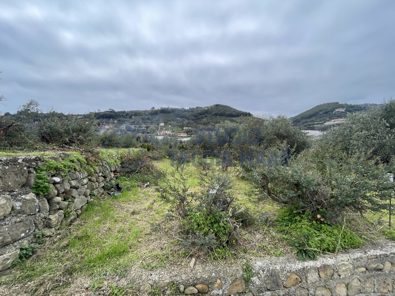 IMG_8029.JPG - Terreno agricolo Taggia - foto 3