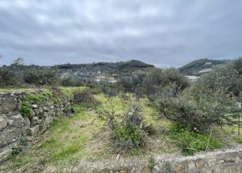 IMG_8029.JPG - Agricultural land Taggia - photo 3