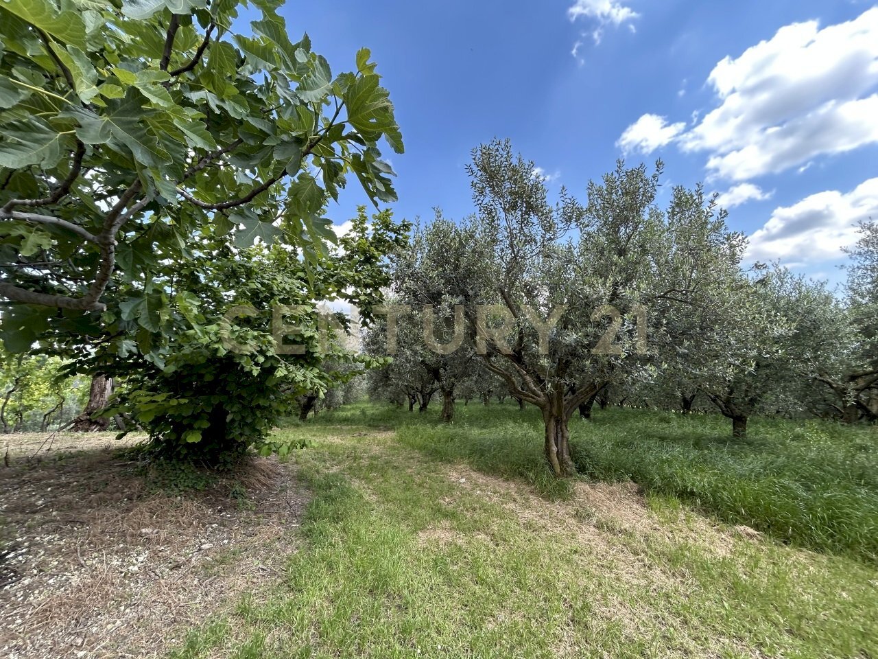 IMG_9164.jpg - Rustico Via Postuman, Mezzane di Sotto - foto 2