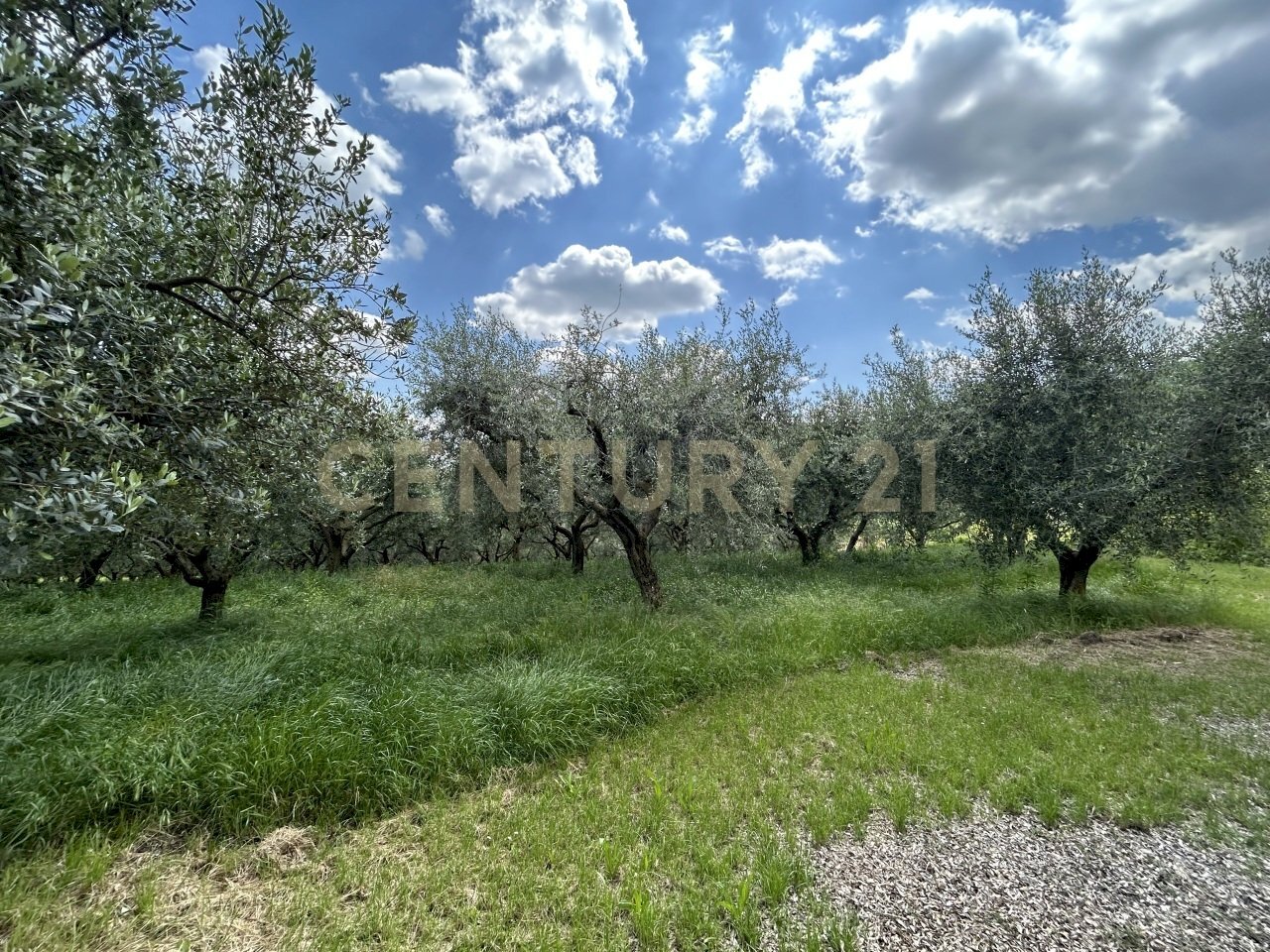 IMG_9165.jpg - Rustico Via Postuman, Mezzane di Sotto - foto 3