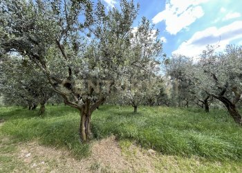 IMG_9166.jpg - Rustico Via Postuman, Mezzane di Sotto - foto 4