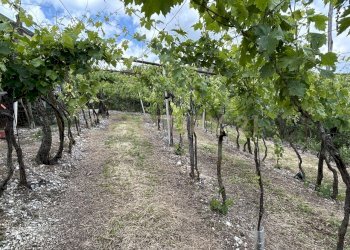 IMG_9179.jpg - Rustico Via Postuman, Mezzane di Sotto - foto 14