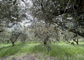 IMG_9185.jpg - Rustico Via Postuman, Mezzane di Sotto - foto 19