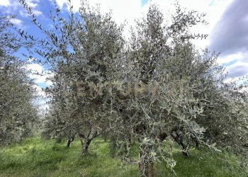 IMG_9187.jpg - Rustico Via Postuman, Mezzane di Sotto - foto 21