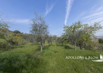 Rustic Olmo, 6, Sinalunga - photo 10