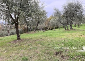 Rustic Olmo, 6, Sinalunga - photo 12