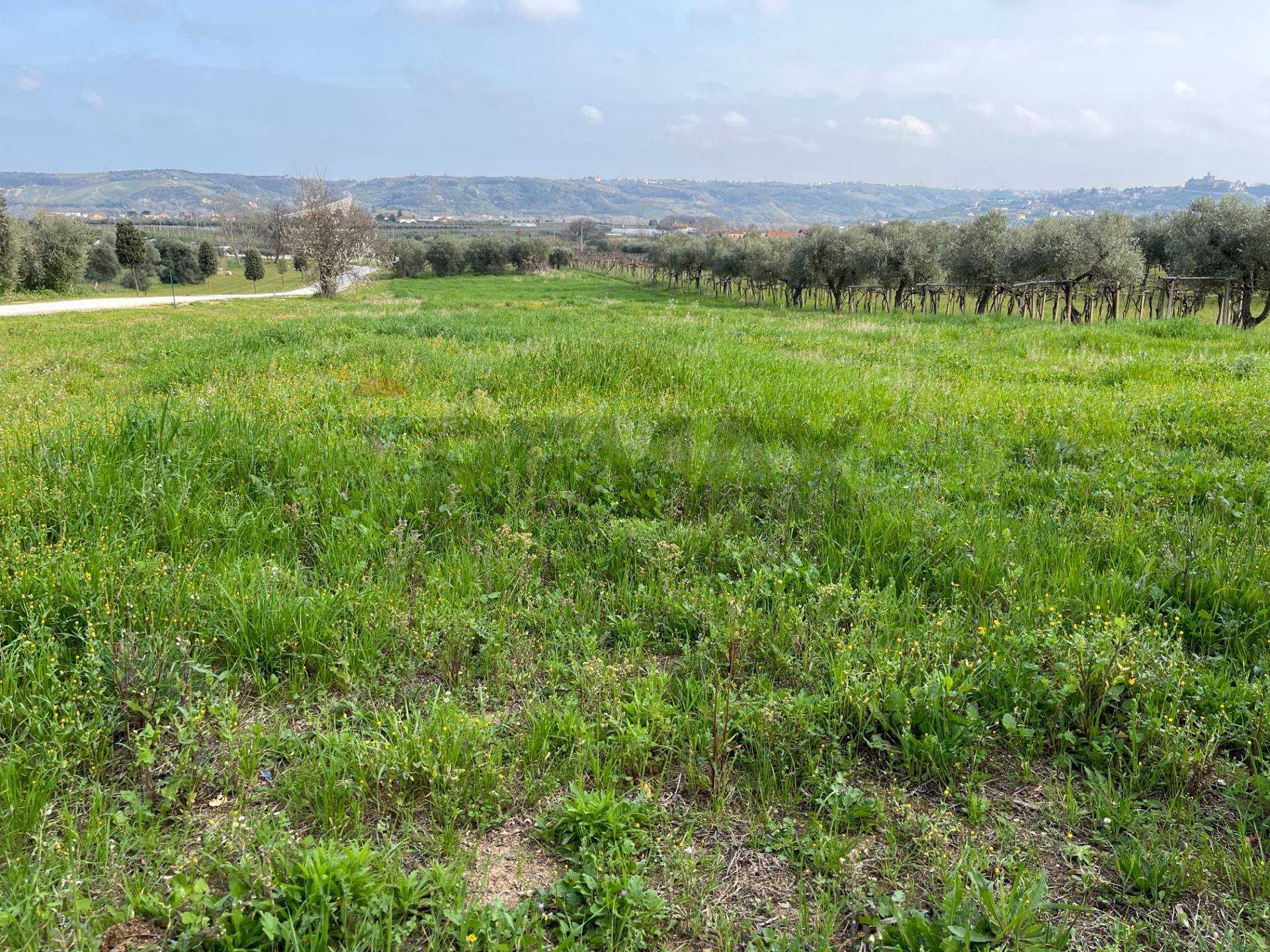 Vista delle montagne - Terreno edificabile Contrada Cerreto snc, Miglianico - foto 1