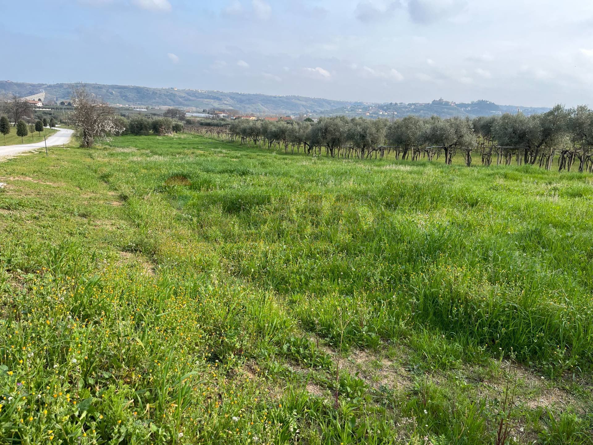 Vista delle montagne - Terreno edificabile Contrada Cerreto snc, Miglianico - foto 2