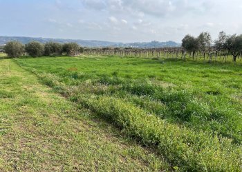 Giardino - Terreno edificabile Contrada Cerreto snc, Miglianico - foto 3