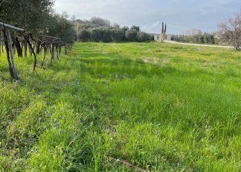 Giardino - Terreno edificabile Contrada Cerreto snc, Miglianico - foto 5