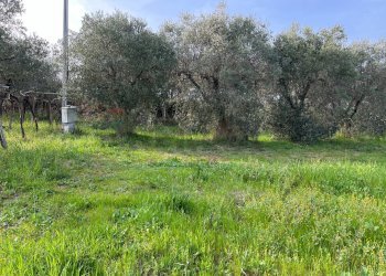 Giardino - Terreno edificabile Contrada Cerreto snc, Miglianico - foto 6