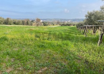 Giardino - Terreno edificabile Contrada Cerreto snc, Miglianico - foto 7