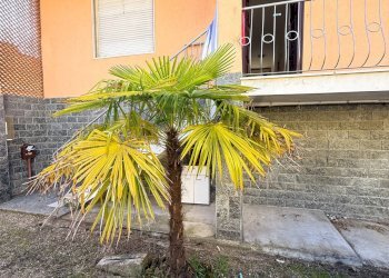 Casa all\'aperto - Casa indipendente via Principale
 
24, Borgarello - foto 3