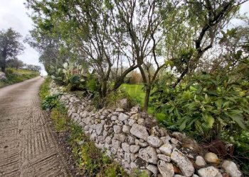 Giardino - Terreno agricolo via Sant'Andrea Piedigrotta, Modica - foto 2