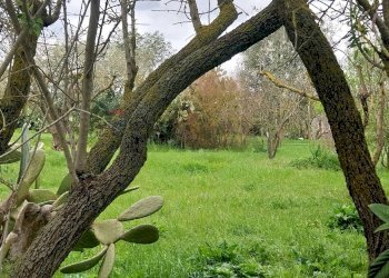 Giardino - Terreno agricolo via Sant'Andrea Piedigrotta, Modica - foto 6