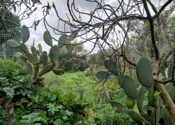 Giardino - Terreno agricolo via Sant'Andrea Piedigrotta, Modica - foto 9