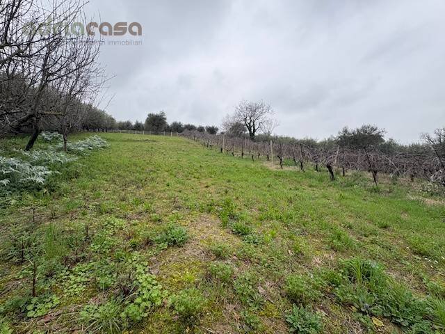 Foto 1 - Terreno agricolo Via Europa, San Clemente - foto 1