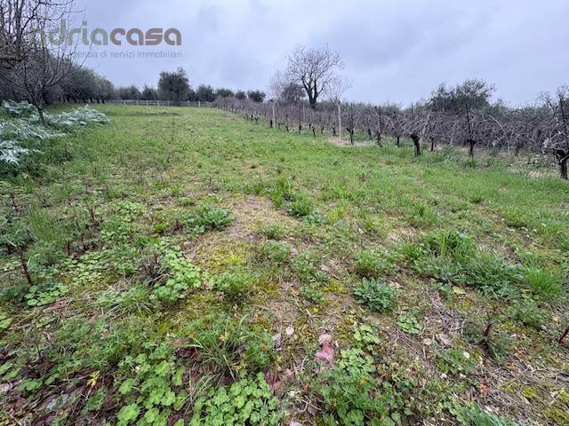 Foto 2 - Terreno agricolo Via Europa, San Clemente - foto 2