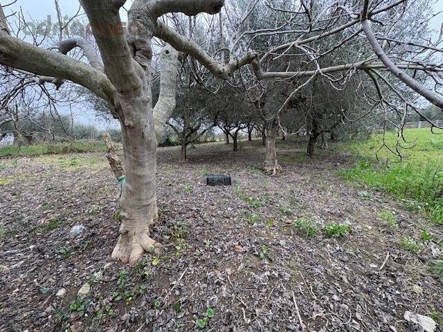 Foto 3 - Terreno agricolo Via Europa, San Clemente - foto 3