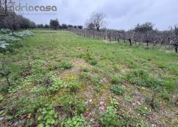 Foto 2 - Terreno agricolo Via Europa, San Clemente - foto 2