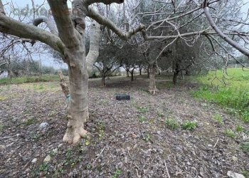 Foto 3 - Terreno agricolo Via Europa, San Clemente - foto 3