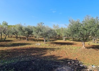 Foto 25 - Baita Strada Pergolo zona F
 
70, Martina Franca - foto 25