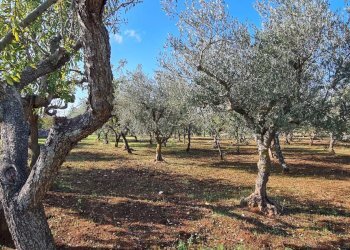 Foto 28 - Baita Strada Pergolo zona F
 
70, Martina Franca - foto 28