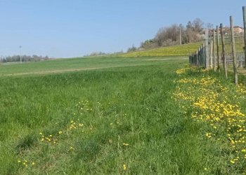 Terreno - Rustico via della Repubblica, Montiglio Monferrato - foto 13