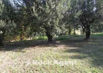 Terreno - Rustico Frazione Montale, 136, Arcevia - foto 29