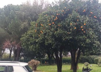 WhatsApp Image 2026-03-18 at 14.44.22 (3).jpeg - Appartamento Via Emilio Salgari 491, Genova (zona Pegli) - foto 16