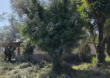 20260317_115012.jpg - Rustic Via Enrico Fermi 10, Morlupo - photo 16