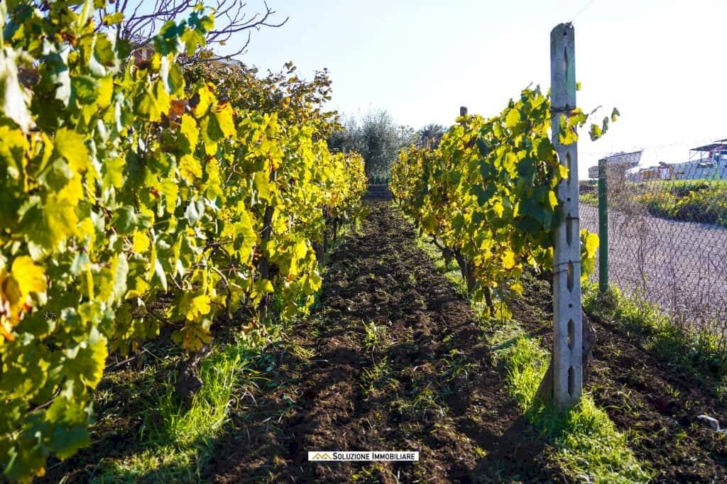 Foto 3 - Terreno agricolo via dei tulipani
24, Albano Laziale - foto 3
