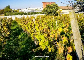 Foto 1 - Terreno agricolo via dei tulipani
24, Albano Laziale - foto 1