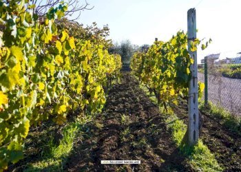 Foto 3 - Terreno agricolo via dei tulipani
24, Albano Laziale - foto 3