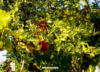 Foto 7 - Terreno agricolo via dei tulipani
24, Albano Laziale - foto 7