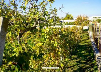 Foto 14 - Terreno agricolo via dei tulipani
24, Albano Laziale - foto 14