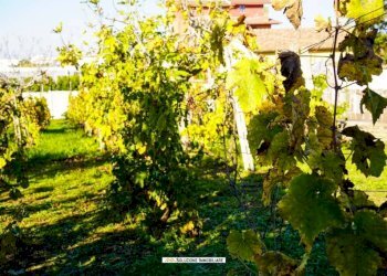 Foto 17 - Terreno agricolo via dei tulipani
24, Albano Laziale - foto 17