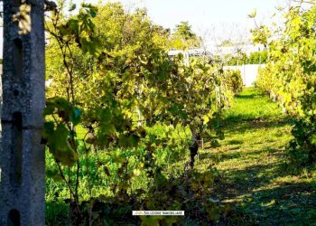 Foto 18 - Terreno agricolo via dei tulipani
24, Albano Laziale - foto 18