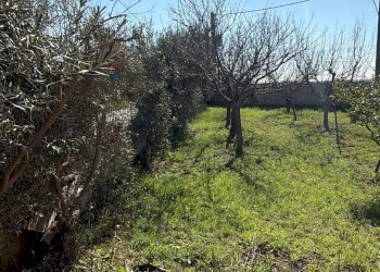 Giardino - Independent house Via IV Novembre
 
236, Carinola - photo 6