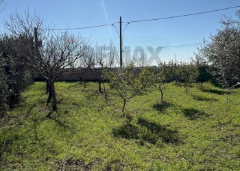 Giardino - Independent house Via IV Novembre
 
236, Carinola - photo 8