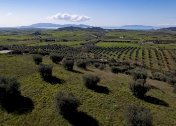 Foto 2 - Terreno agricolo località la marta, Orbetello - foto 2