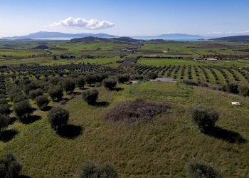 Foto 4 - Terreno agricolo località la marta, Orbetello - foto 4