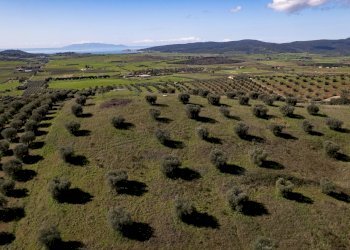 Foto 5 - Terreno agricolo località la marta, Orbetello - foto 5